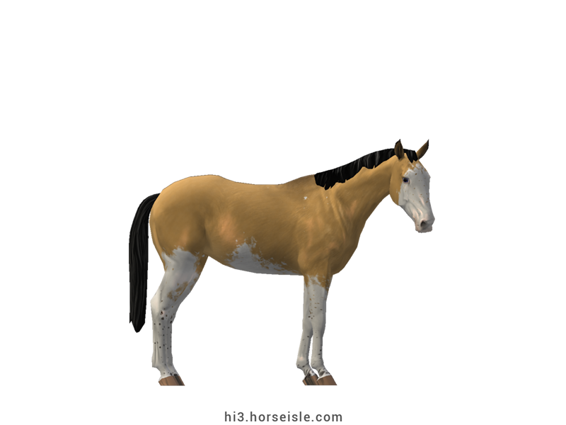 Australian Stock Horse Linebacked Buckskin Sabino Coat